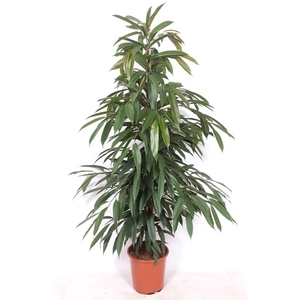 Ficus Amstel King