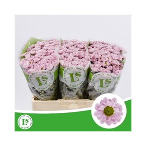 CHR SAN ROSSI PINK
