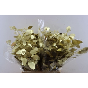 Euca Populus Berry Gold P Buch