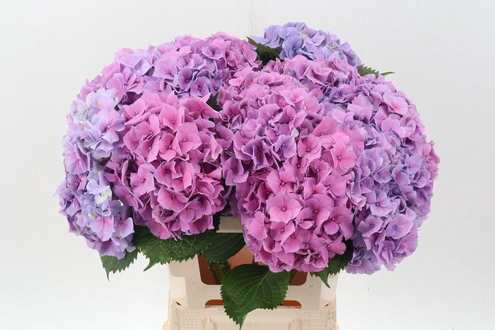 <h4>Hydr M Ch Cassanova</h4>