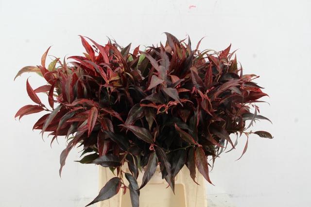 LEUCOTHOE ROOD KLEURBEHANDELD 050CM