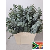 Euc Cinerea Pb Bush