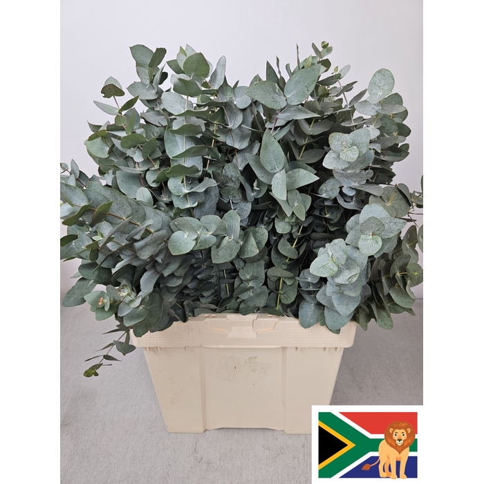 <h4>EUC CINEREA PB BUSH</h4>