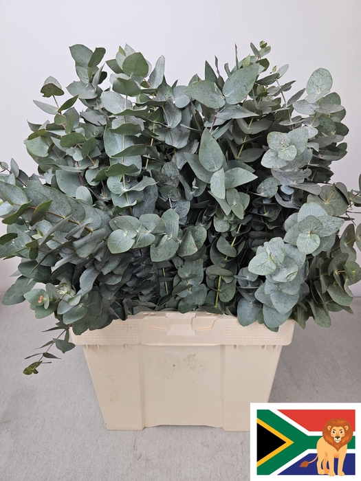 EUC CINEREA PB -ZA-BUSH