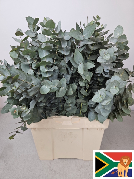 Euc Cinerea Pb Bush