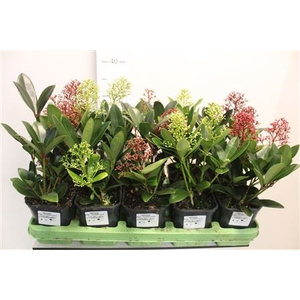 Skimmia Mix