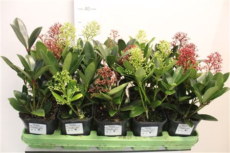 Skimmia Mix