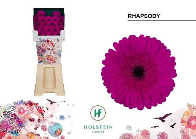 <h4>Germini Rhapsody Diamond</h4>