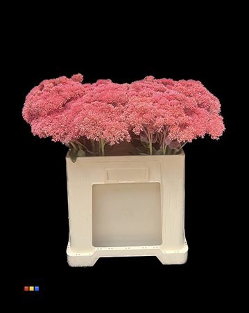 Sedum Pink