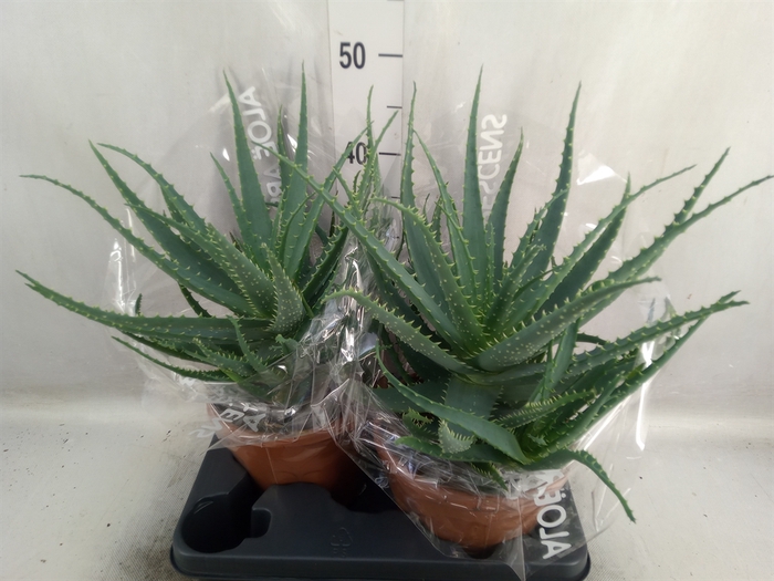 Aloe arborescens