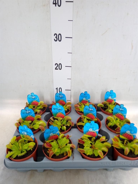 <h4>Dionaea muscipula</h4>