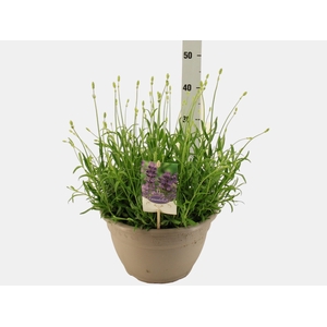 LAVAN AN DWARF BLUE