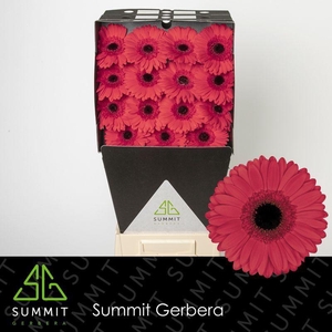 Gerbera Hamptons Diamond