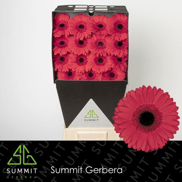 <h4>Gerbera Hamptons Diamond</h4>