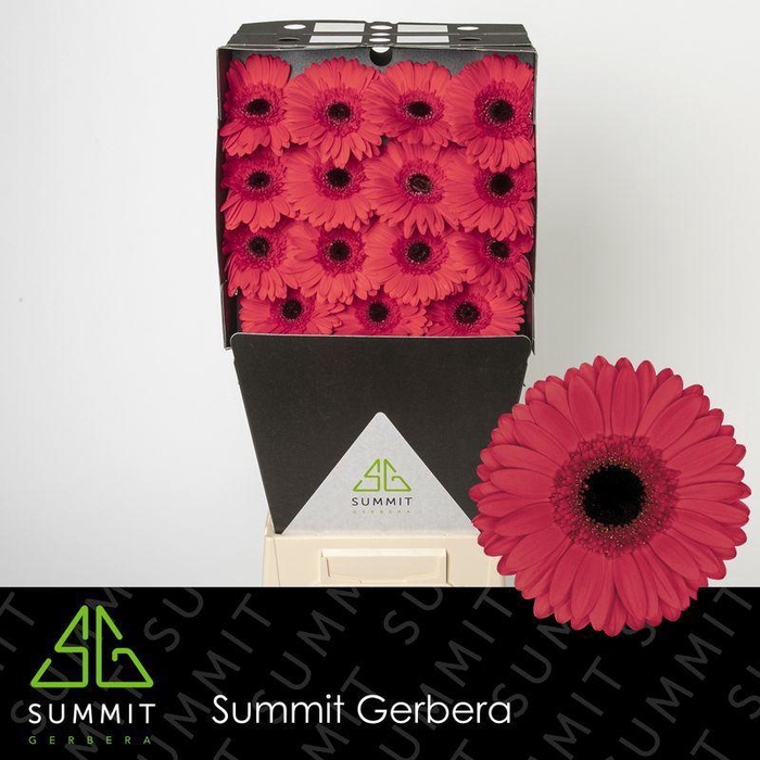 <h4>Gerbera Hamptons Diamond</h4>