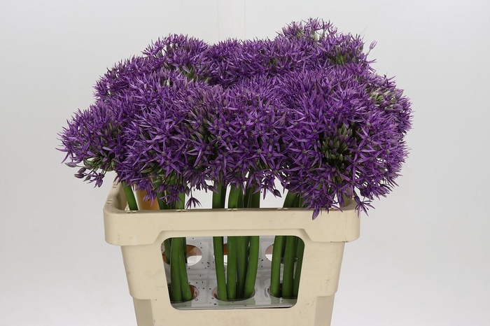 <h4>Allium Jackpot</h4>