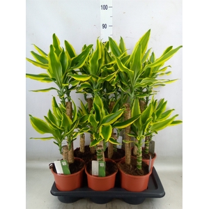 Dracaena frag. 'Golden King'