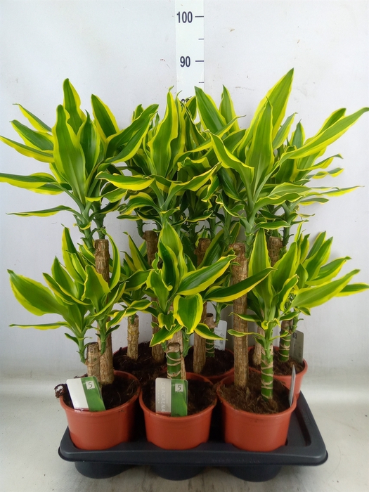 <h4>Dracaena frag. 'Golden King'</h4>