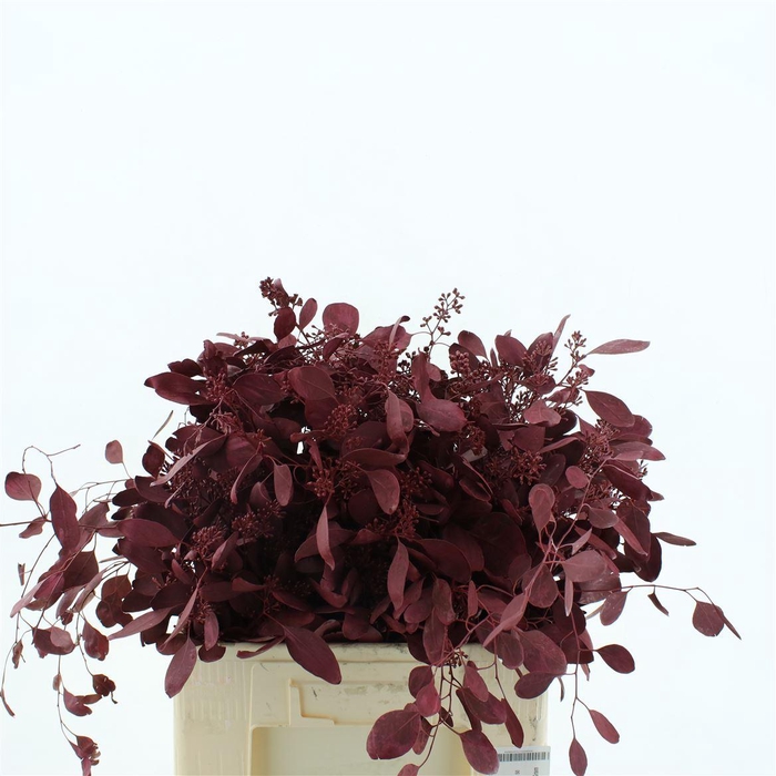 <h4>Euca Klb Populus Bes Bordeaux</h4>