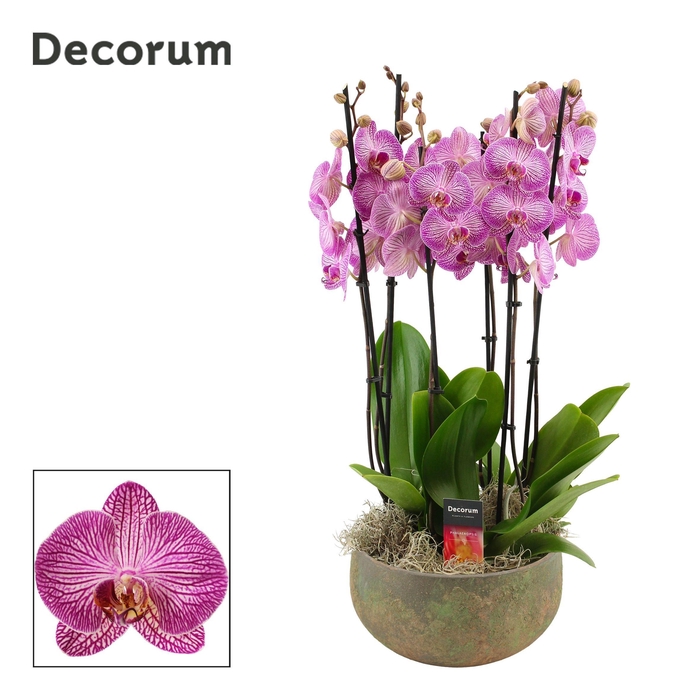 <h4>Riva 6 tak symphony purple (Deco-collection)</h4>