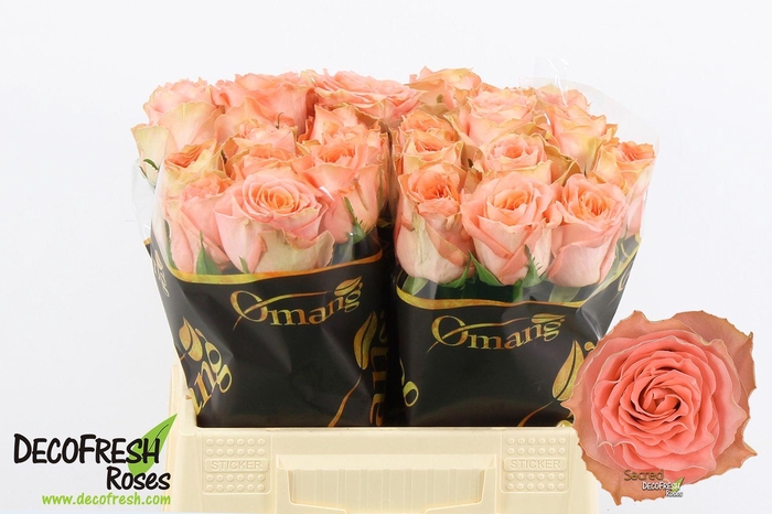 <h4>R Gr SACRED</h4>