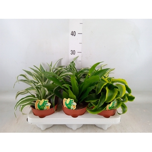 Dracaena   ...mix