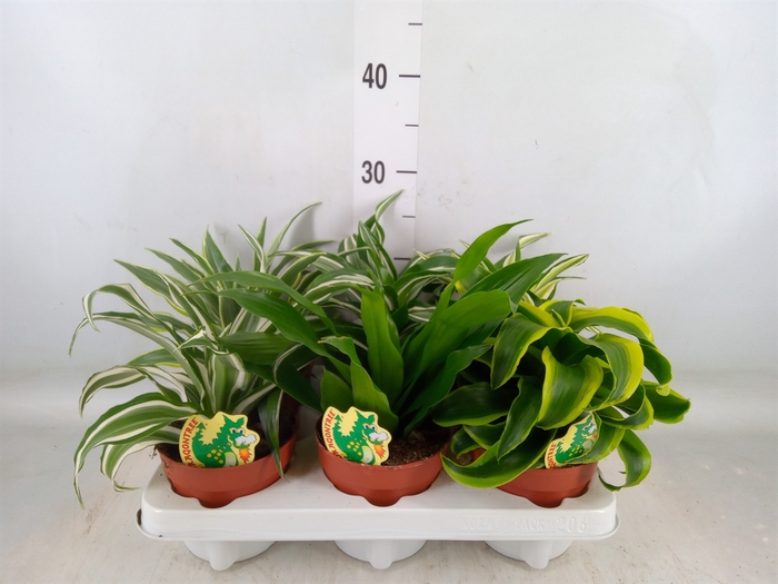 <h4>Dracaena   ...mix</h4>