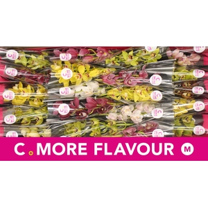 Mini cymbidium 'Mix' 40 cm