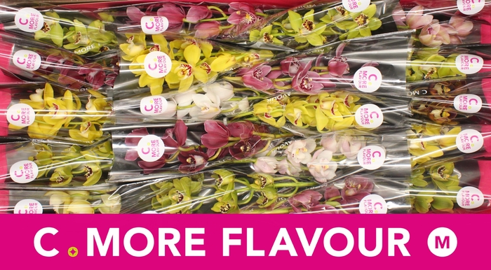 <h4>Mini cymbidium 'Mix' 40 cm</h4>