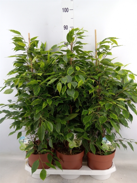 <h4>Ficus benja. 'Anastasia'</h4>