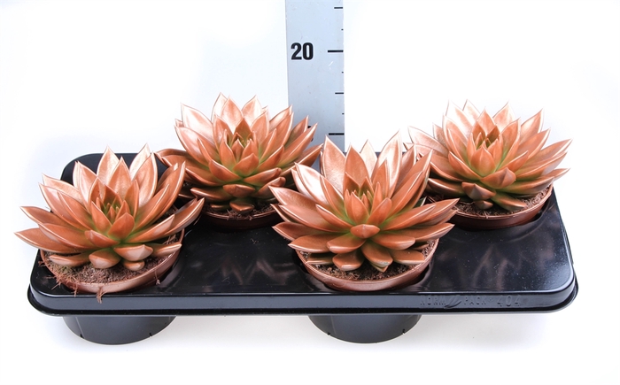 <h4>Echeveria  'Miranda'</h4>