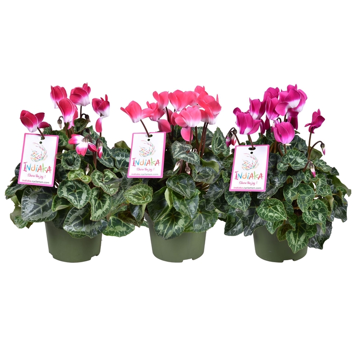 <h4>Cyclamen MD 'Indiaka'</h4>
