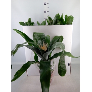 Aechmea fasciata 'Prontoo'