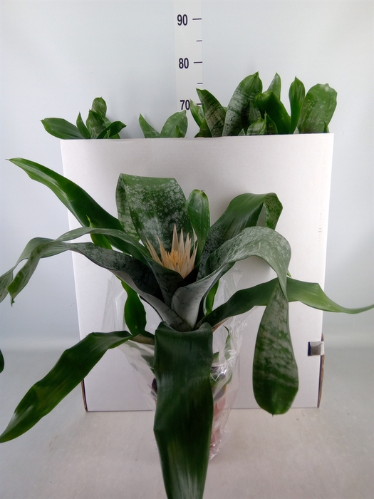 <h4>Aechmea fasciata 'Prontoo'</h4>