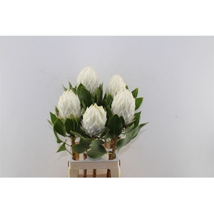 Protea Cy Arctic Ice