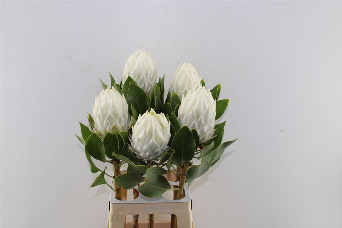 <h4>Protea Cy Arctic Ice</h4>