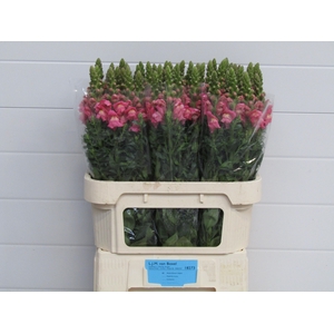 Antirrhinum Avignon Dark Rose