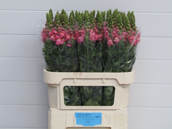 <h4>Antirrhinum Avignon Dark Rose</h4>