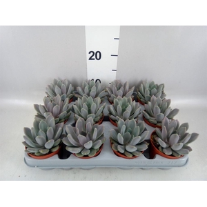 Pachyphytum  'Draco'