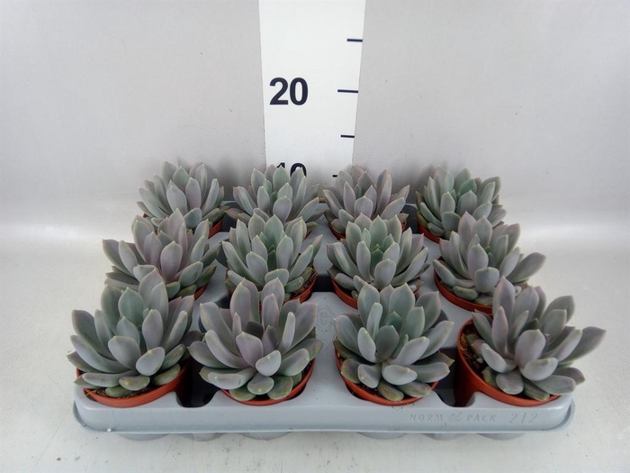 <h4>Pachyphytum  'Draco'</h4>