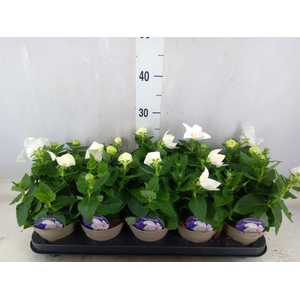 Platycodon grand. 'Astra White'