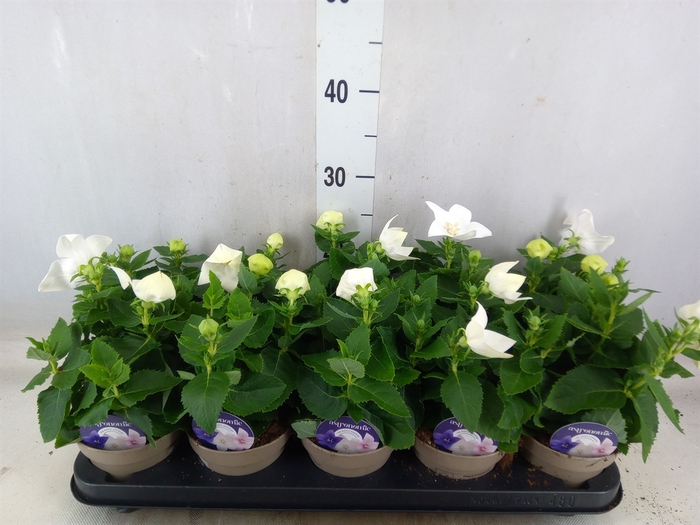 <h4>Platycodon grand. 'Astra White'</h4>