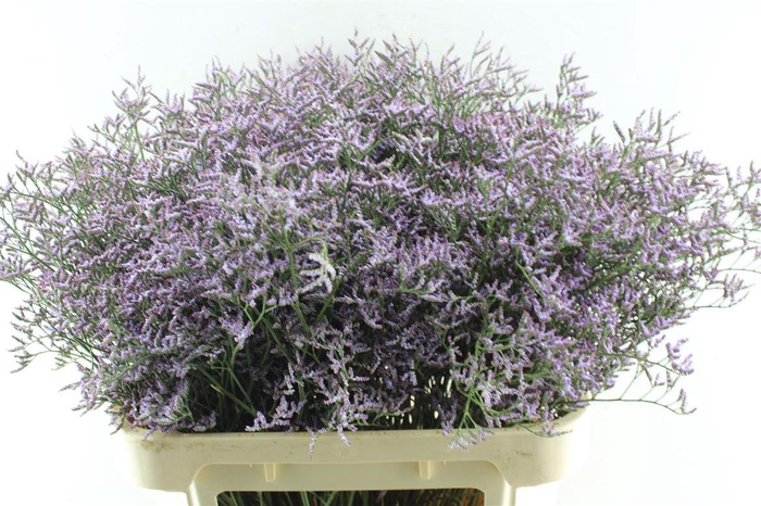 <h4>Lim Saf Lilac</h4>