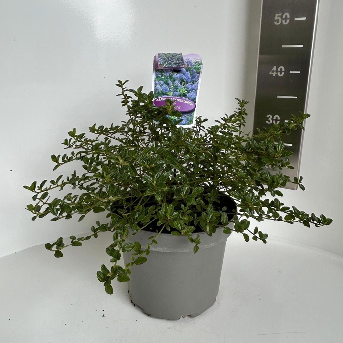 <h4>Ceanothus thyrsiflorus var. repens</h4>