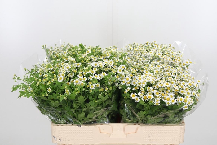 <h4>Tana Pa Cameron</h4>