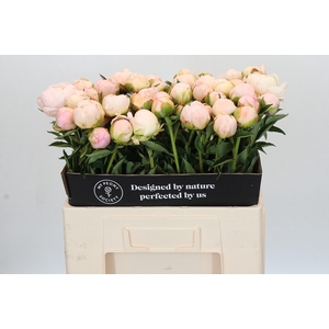 Paeonia In Full Sail