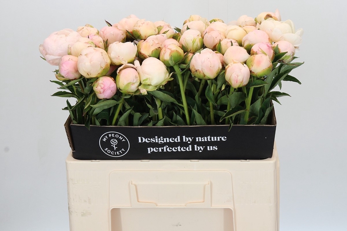 <h4>Paeonia In Full Sail</h4>
