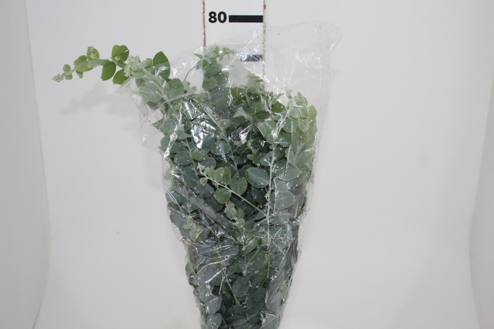 <h4>FOLHAGEM ACACIA</h4>