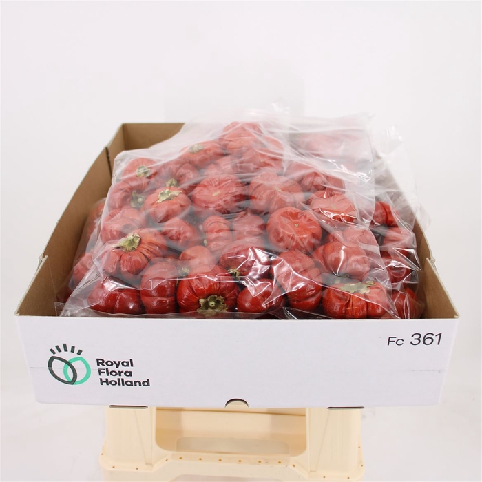 <h4>Dried Pumpino Whole Red</h4>