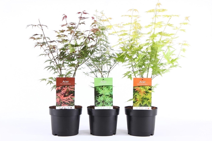 <h4>Acer palmatum</h4>
